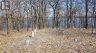 110 COW ISLAND, Otonabee-south Monaghan, Ontario, K0K1B0 (ID X12020447)