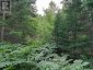 PT LT 8 OLD BARRY'S BAY ROAD, Madawaska Valley, Ontario, K0J1L0 (ID X13136964)