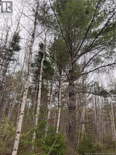 Lots McLaughlin Road, Pine Ridge, New Brunswick, E4W3S6