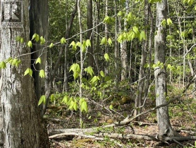 N/A SUTTER ROAD ROAD W, Northern Bruce Peninsula, Ontario, N0H1W0