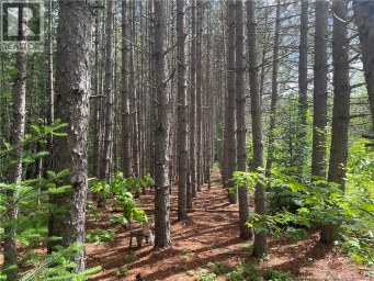 8353 Route 10 Cumberland Bay New Brunswick photo 45
