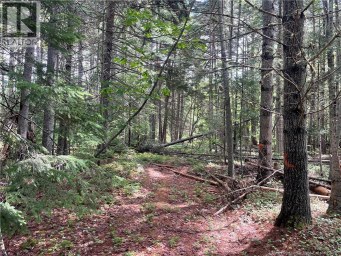 8353 Route 10 Cumberland Bay New Brunswick photo 46