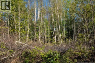 Lot Village-des-Cormier Road Gladeside New Brunswick photo 17