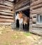 144 TREBINSKI ROAD, Madawaska Valley, Ontario, K0J1B0 (ID X13422430)
