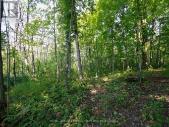 213 BIRCH ACRES DRIVE Georgian Bay (Baxter) Ontario photo 33