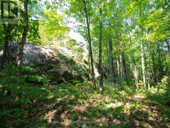 213 BIRCH ACRES DRIVE Georgian Bay (Baxter) Ontario photo 37