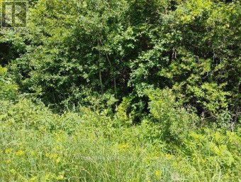 LOT 78 SOUTH MOUNTAIN ROAD Kawartha Lakes (Bexley) Ontario photo 9
