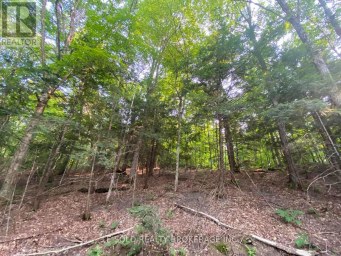 LOT # 7 - 1310 CAMEL LAKE ROAD Muskoka Lakes (Watt) Ontario photo 3