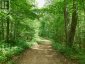 1230 OLD DONALD ROAD, Dysart Et Al (dysart), Ontario, K0M1S0 (ID X13599722)