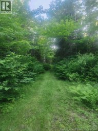 37.8 Hec Bettsburg Road Bettsburg New Brunswick photo 12