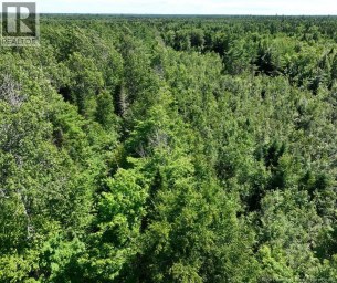 37.8 Hec Bettsburg Road Bettsburg New Brunswick photo 16