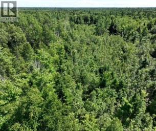 37.8 Hec Bettsburg Road Bettsburg New Brunswick photo 17