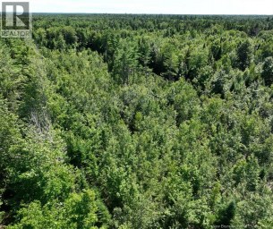 37.8 Hec Bettsburg Road Bettsburg New Brunswick photo 18