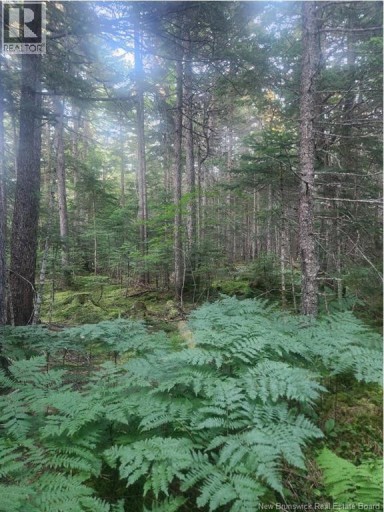 37.8 Hec Bettsburg Road, Bettsburg, New Brunswick, E9C1L1
