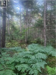 37.8 Hec Bettsburg Road Bettsburg New Brunswick photo 4