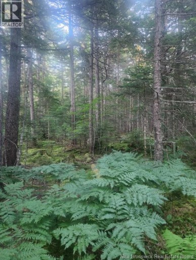37.8 Hec Bettsburg Road, Bettsburg, New Brunswick, E9C1L1