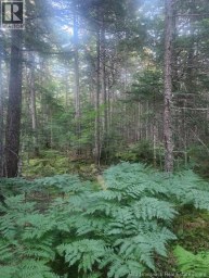 37.8 Hec Bettsburg Road Bettsburg New Brunswick photo 7