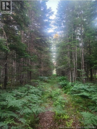 37.8 Hec Bettsburg Road, Bettsburg, New Brunswick, E9C1L1