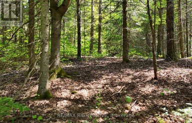 50 SUNRISE DRIVE Kearney Ontario photo 6