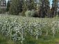 4852-4858 Lakeshore Road, Kelowna, British Columbia, V1W4H7 (ID 10397006)