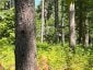 359 DITTBURNER ROAD, Whitewater Region, Ontario, K0J1V0 (ID X13647648)