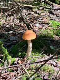 PT LT 6 PIKE BAY ROAD Northern Bruce Peninsula Ontario photo 2