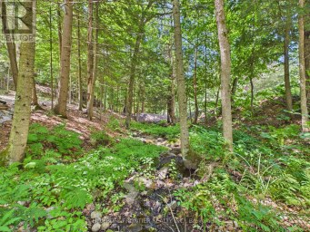 1550 MARY LAKE ROAD Huntsville (Brunel) Ontario photo 11