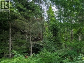 47 Acres North Barnaby Road Miramichi New Brunswick photo 5