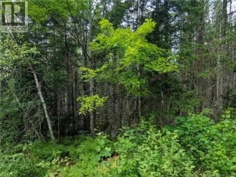 47 Acres North Barnaby Road Miramichi New Brunswick photo 6