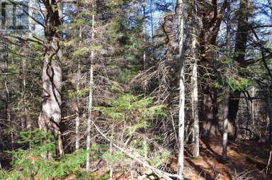 3 PARKER BAY ROAD Whitestone Ontario photo 6