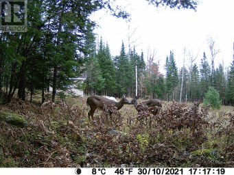 1555 MINNICOCK LAKE ROAD Dysart et al (Dysart) Ontario photo 15