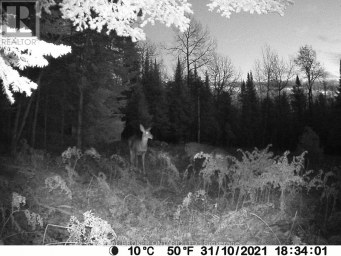 1555 MINNICOCK LAKE ROAD Dysart et al (Dysart) Ontario photo 16