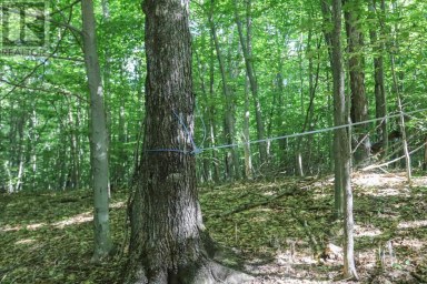 Lot 6 Hilton RD Jocelyn Township Ontario photo 33