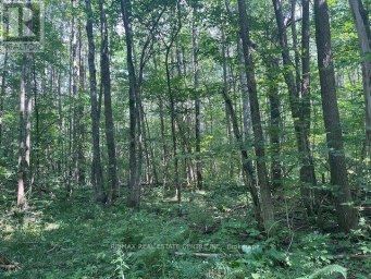 PT LT44 CHATSWORTH  24 ROAD Chatsworth Ontario photo 11
