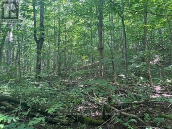 PT LT44 CHATSWORTH  24 ROAD Chatsworth Ontario photo 9