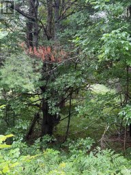 958 NORTH MARY LAKE ROAD Huntsville Ontario photo 2