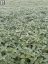 Temple Land, Hudson Bay Rm No. 394, Saskatchewan, S0A0A9 (ID SK046722)