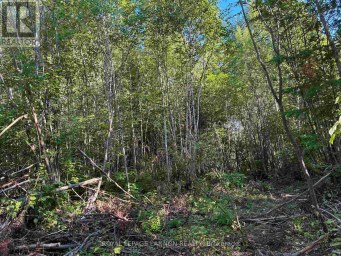 241 CLOUD LAKE ROAD Neebing (Blake) Ontario photo 3