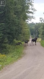 264 BOY SCOUTS ROAD Burk's Falls Ontario photo 33