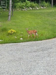 264 BOY SCOUTS ROAD Burk's Falls Ontario photo 35