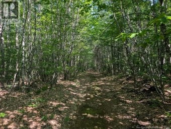 Wood Lot Green Road Elgin New Brunswick photo 1