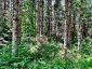 174 BUDD ROAD, Bonnechere Valley, Ontario, K0J1T0 (ID X13730514)