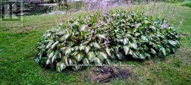 81 MCGUIRE BEACH ROAD Kawartha Lakes (Carden) Ontario photo 42