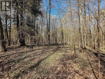 2494 HADLINGTON ROAD Highlands East (Monmouth) Ontario photo 4
