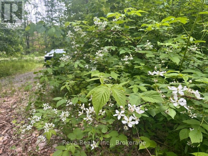 219 ELGIN ROAD, Hastings Highlands (McClure Ward), Ontario, K0L2K0