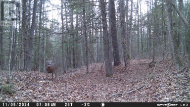 0 CRYSTAL LAKE ROAD Trent Lakes Ontario photo 11