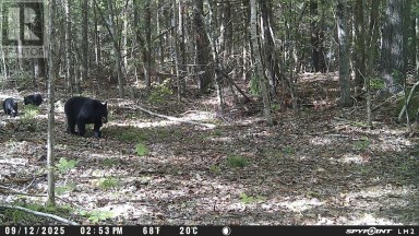 0 CRYSTAL LAKE ROAD Trent Lakes Ontario photo 12