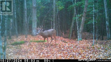 0 CRYSTAL LAKE ROAD Trent Lakes Ontario photo 3