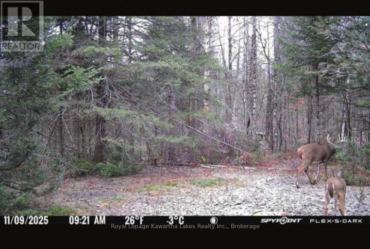 244 DUTCH LINE ROAD W, Trent Lakes, Ontario, K0M2A0