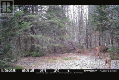 244 DUTCH LINE ROAD W Trent Lakes Ontario photo 20